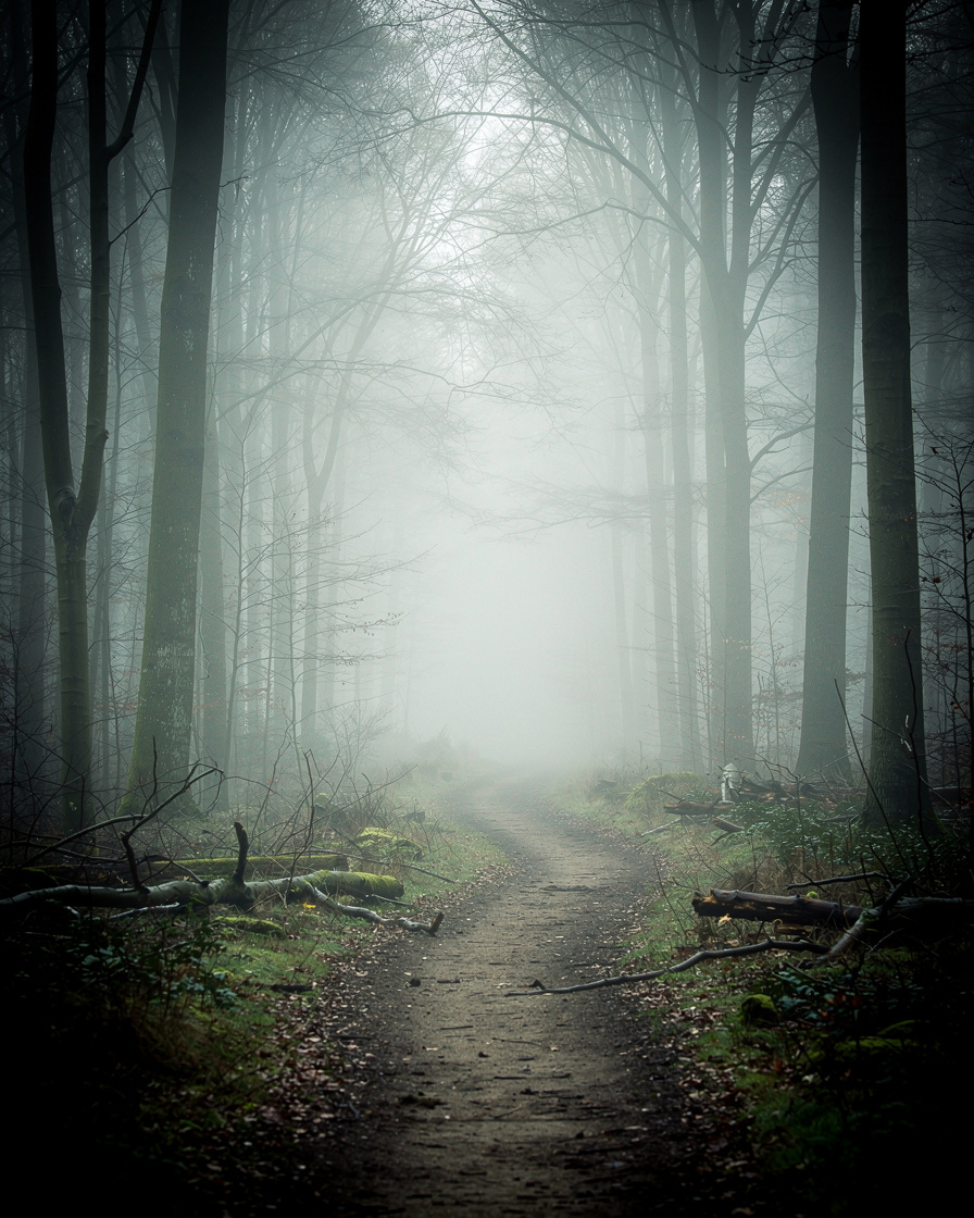 Foggy forest path lined with tall dark trees